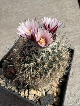Preview: Gymnocactus nelissenii